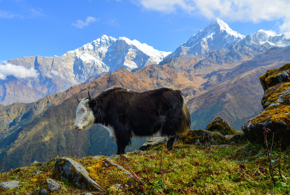 Are Emergency Evacuation Options Available on the Manaslu Circuit?
