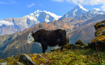 Are Emergency Evacuation Options Available on the Manaslu Circuit?